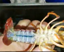 小龍蝦第三次清洗